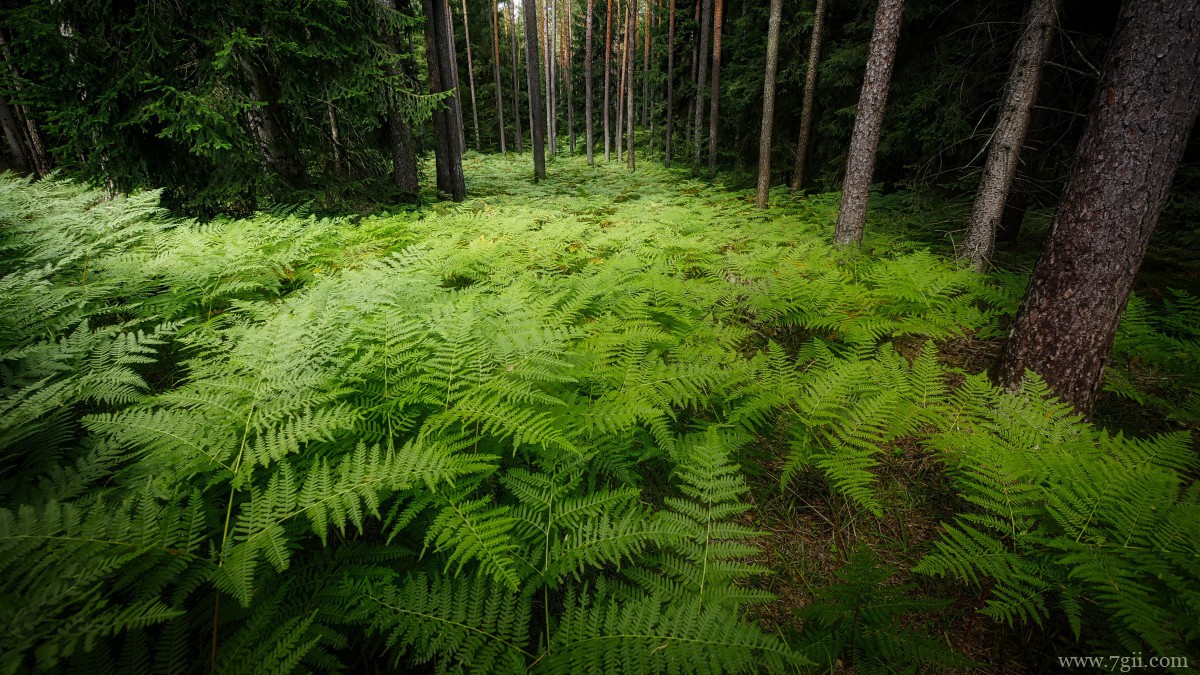 绿色植物蕨菜图片