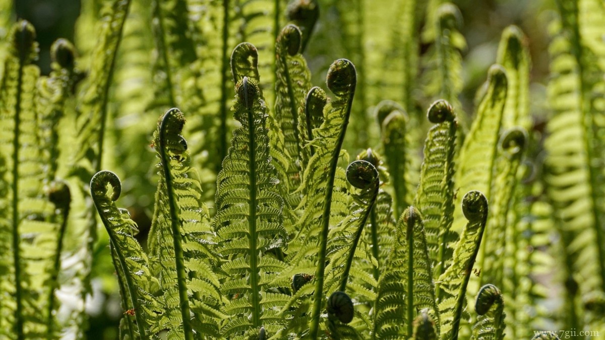 绿色植物蕨菜图片