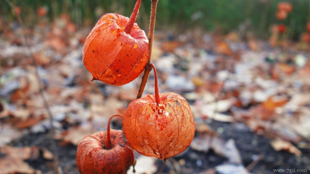 高清灯笼果图片