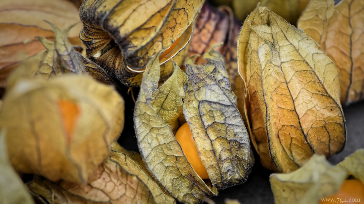 高清灯笼果图片