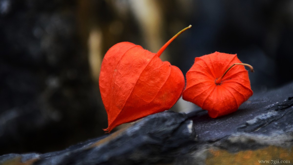 高清灯笼果图片