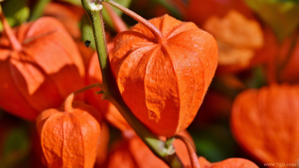 高清灯笼果图片