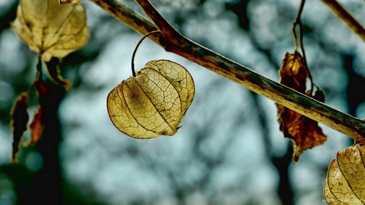 高清灯笼果图片