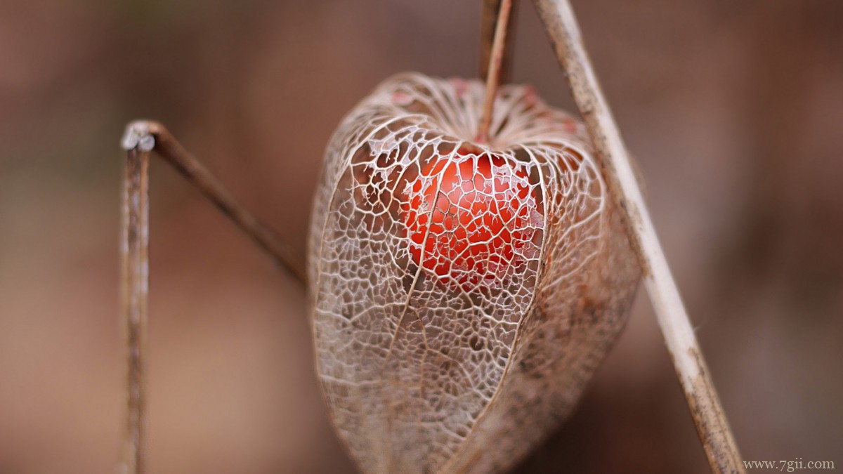 高清灯笼果图片