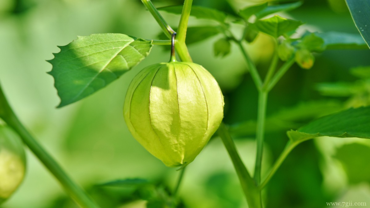 高清灯笼果图片