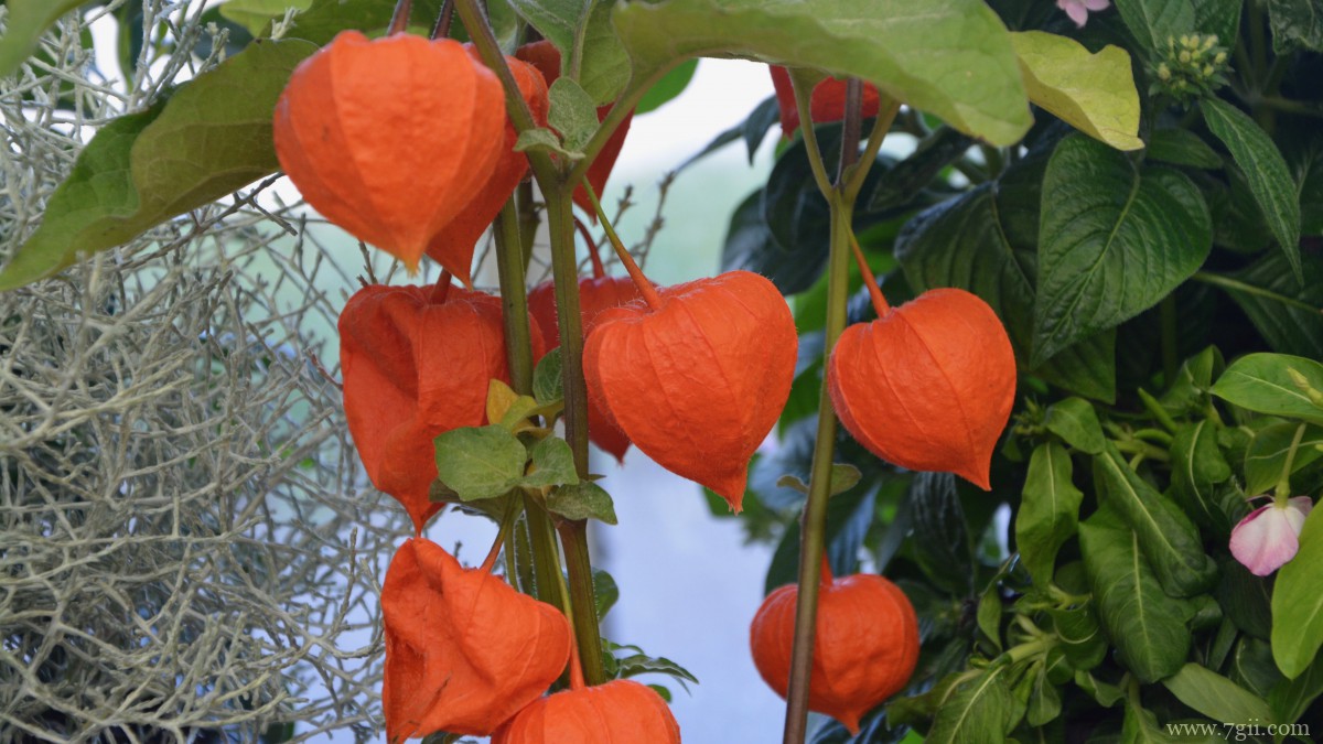 高清灯笼果图片