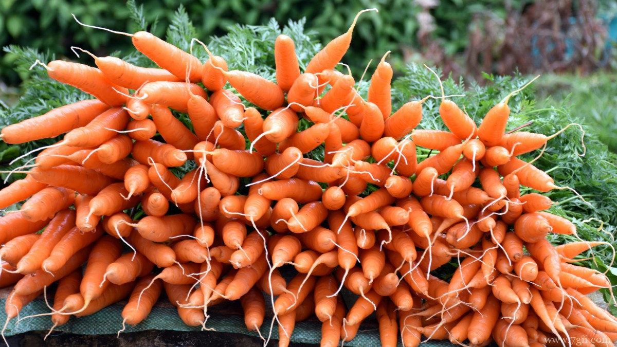 胡萝卜图片大全