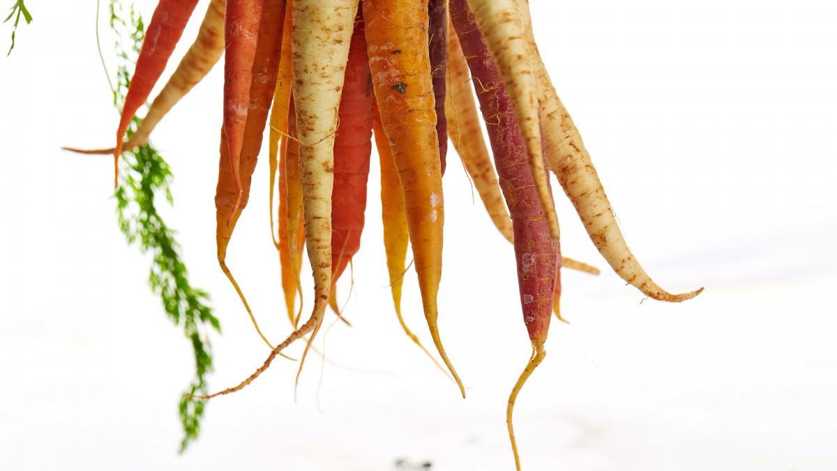 胡萝卜图片大全