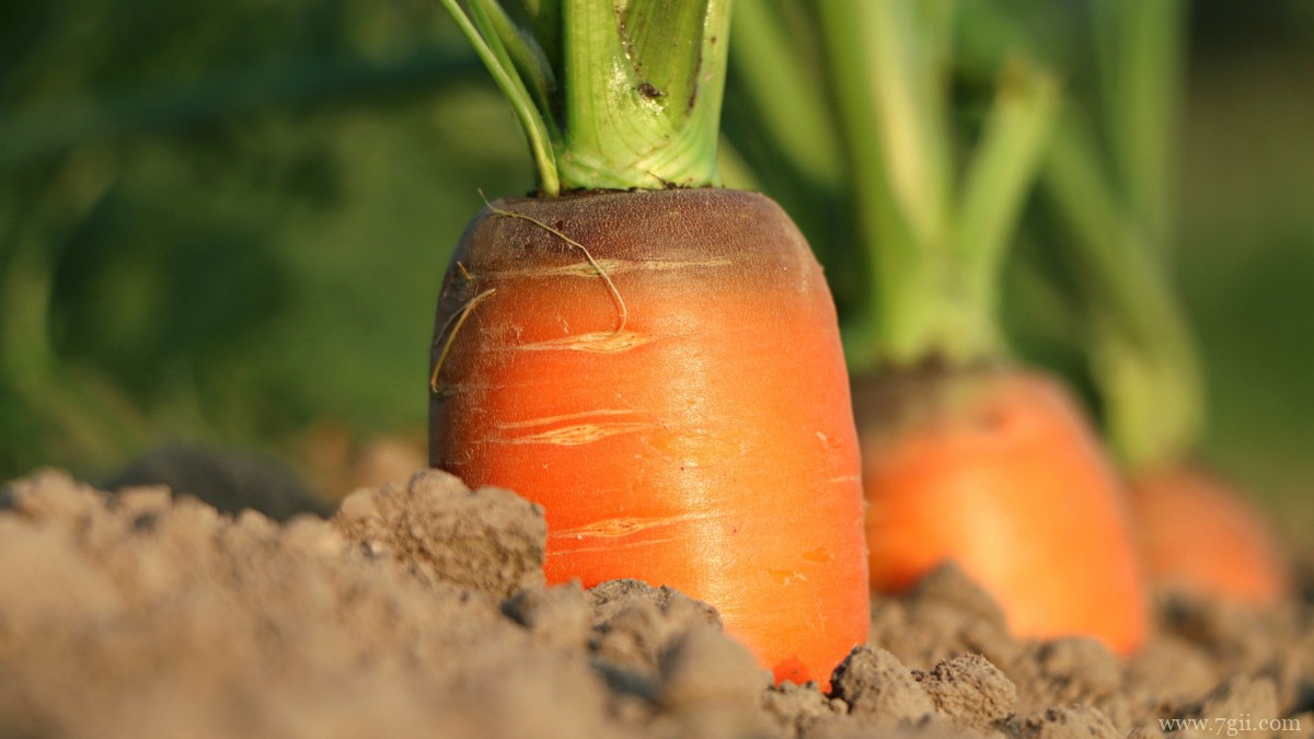 胡萝卜图片大全