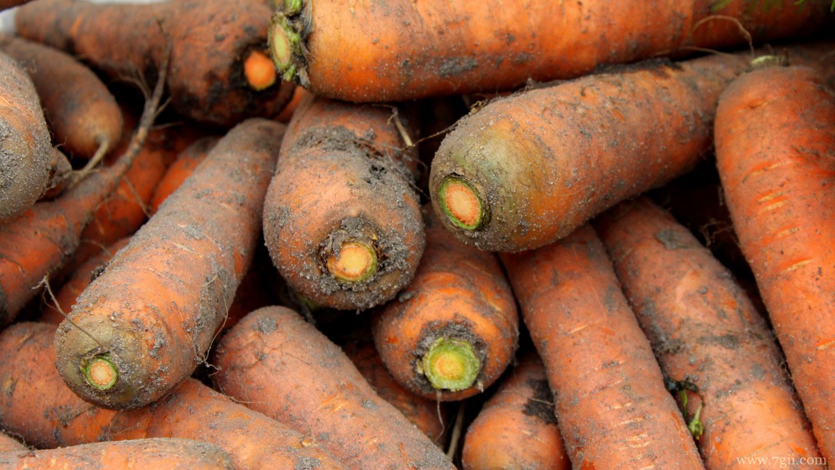 胡萝卜图片大全