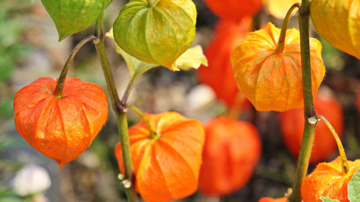 野生灯笼草图片