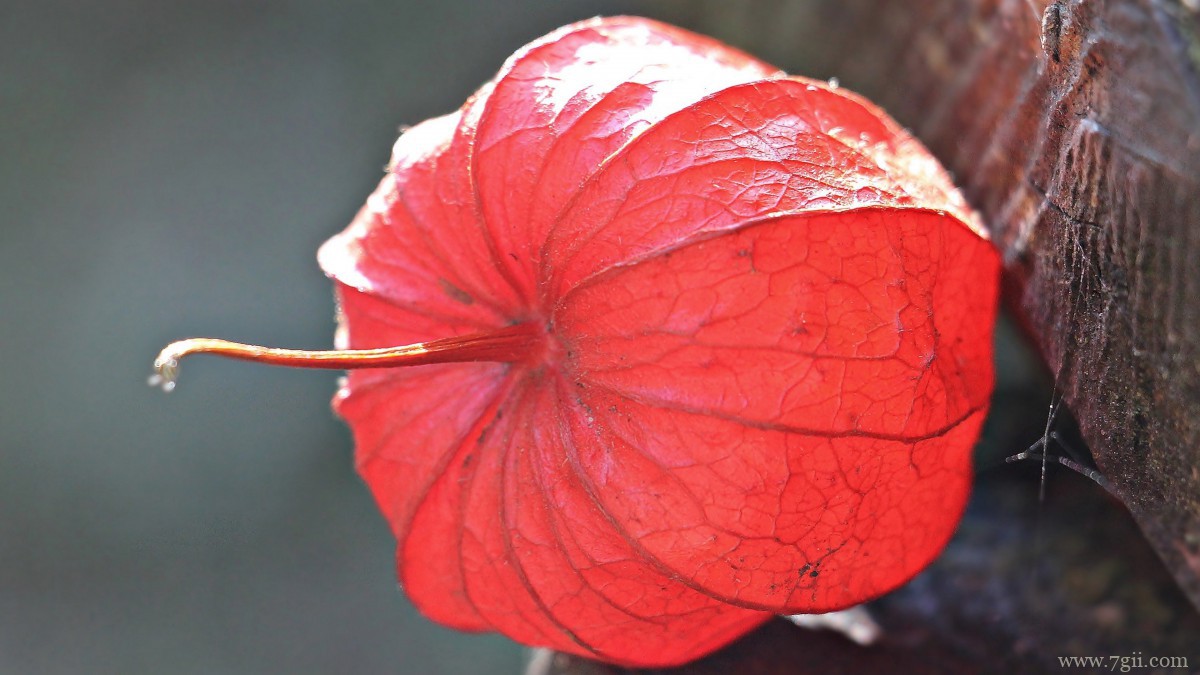 野生灯笼草图片