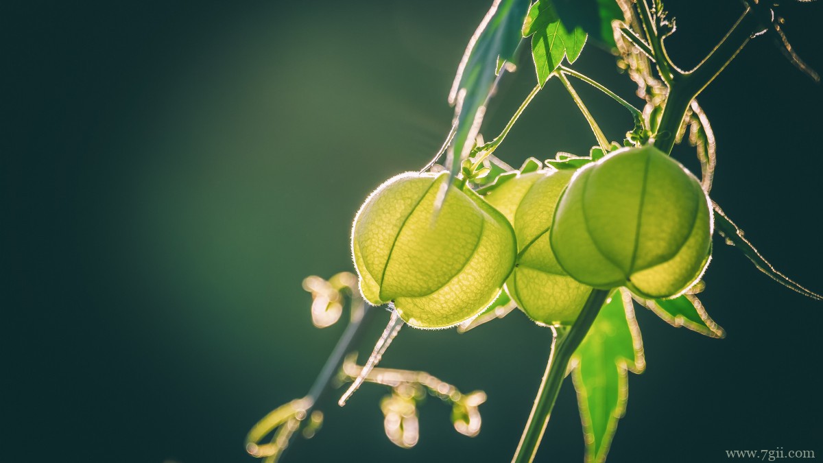 野生灯笼草图片