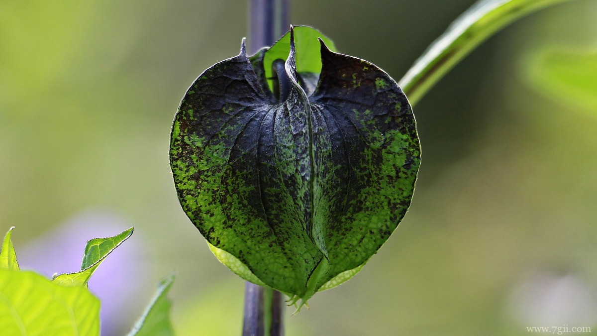 野生灯笼草图片