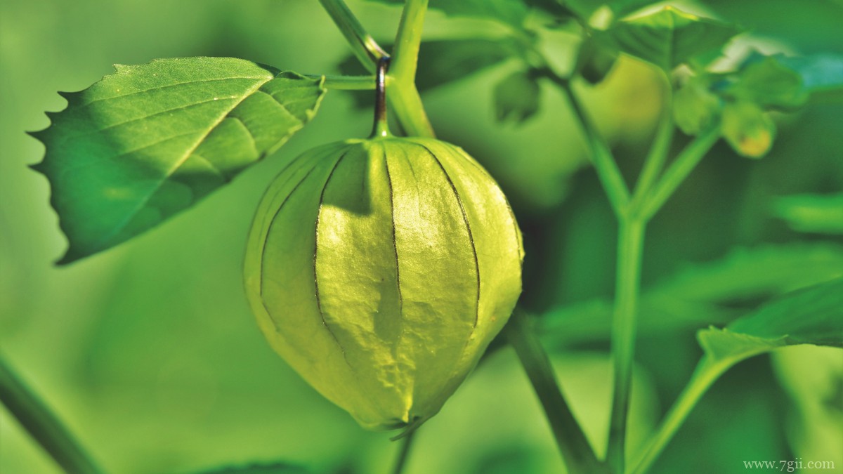 野生灯笼草图片