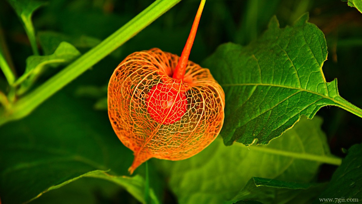 野生灯笼草图片