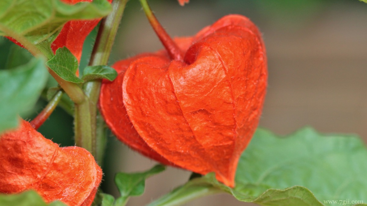 野生灯笼草图片