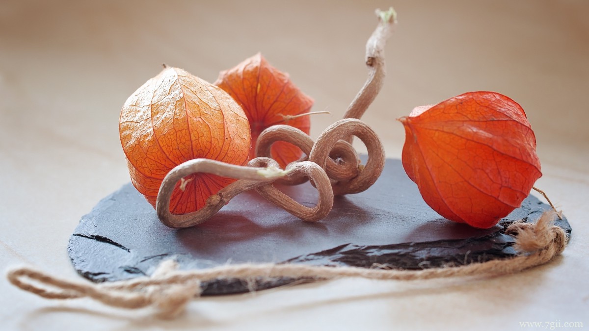 野生灯笼草图片