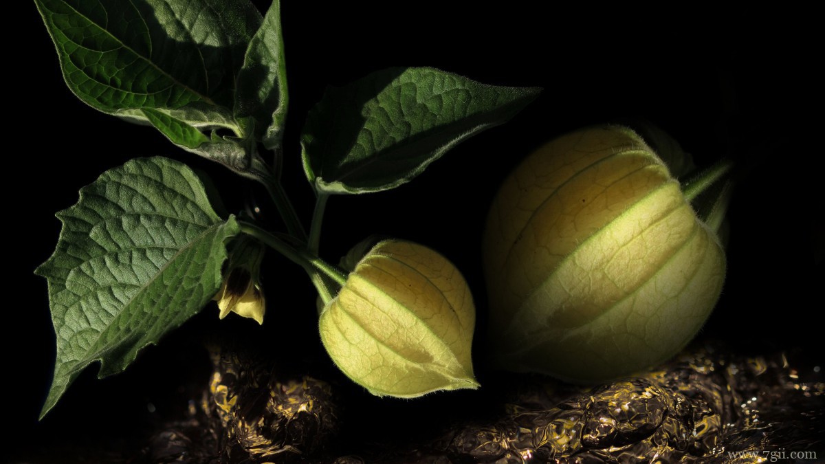 野生灯笼草图片