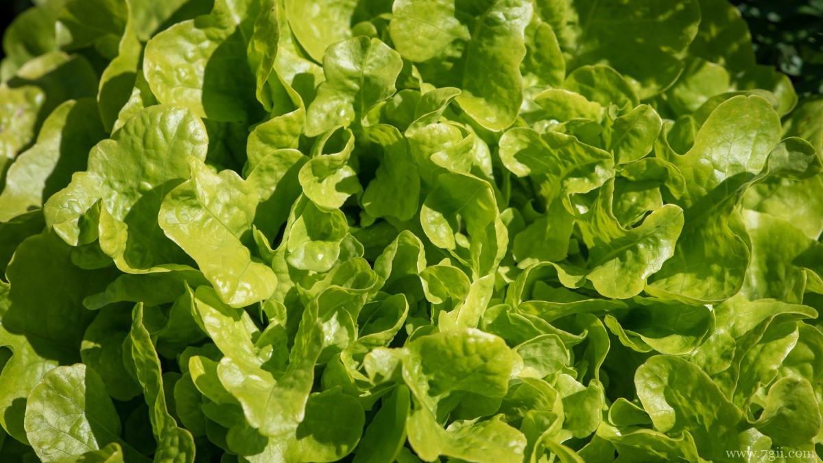 绿色新鲜的生菜图片