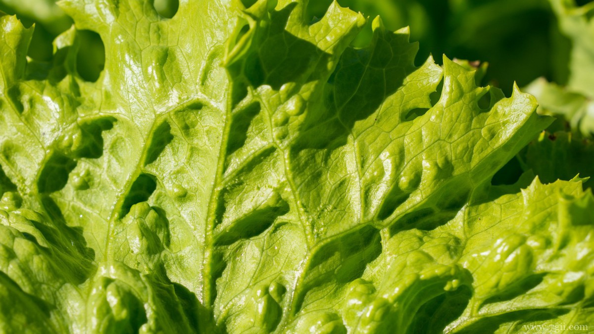 绿色新鲜的生菜图片