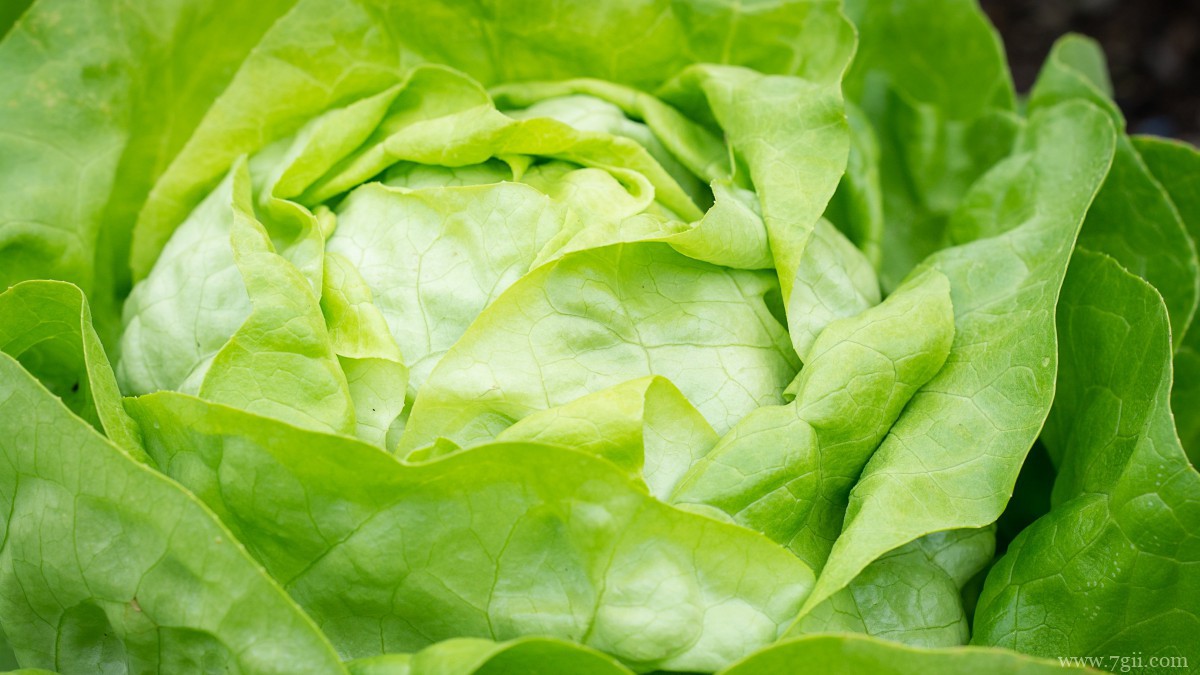 绿色新鲜的生菜图片