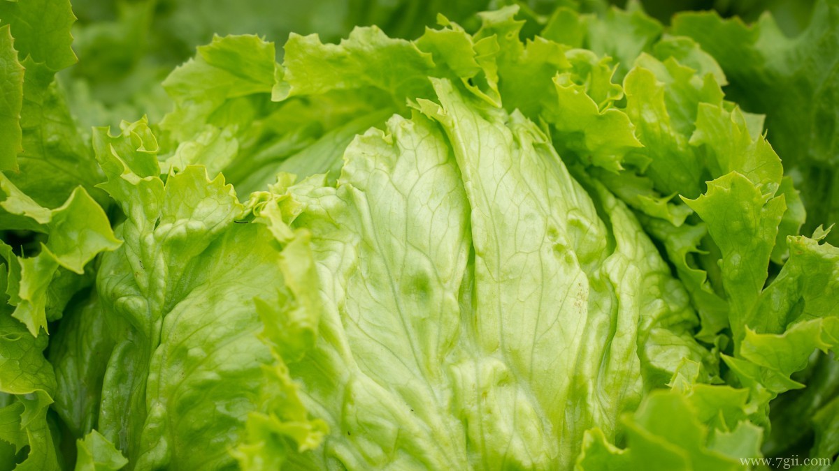 绿色新鲜的生菜图片