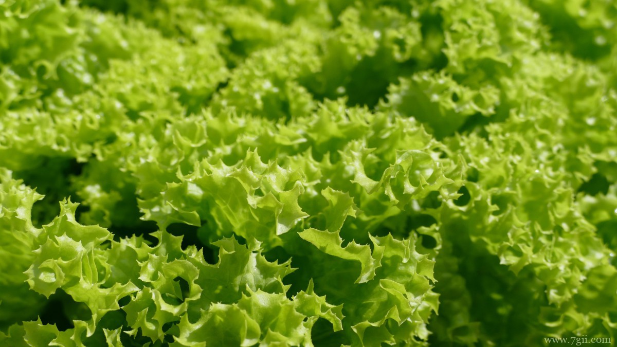 绿色新鲜的生菜图片