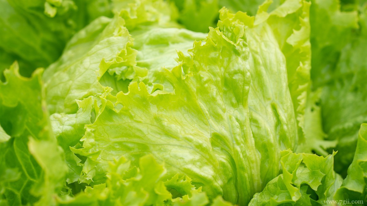 绿色新鲜的生菜图片