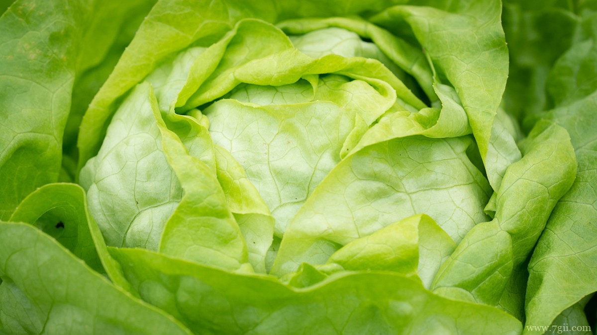 绿色新鲜的生菜图片