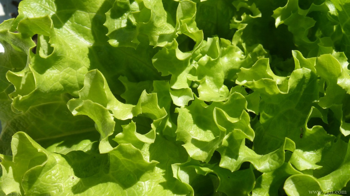 绿色新鲜的生菜图片