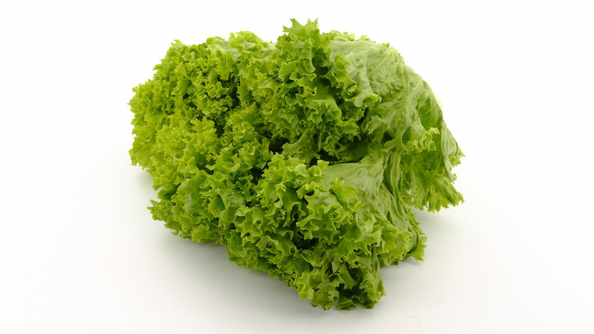 绿色新鲜的生菜图片