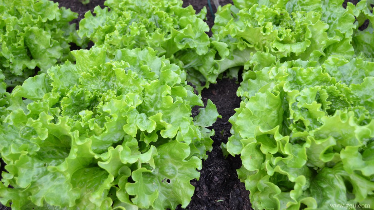 绿色新鲜的生菜图片