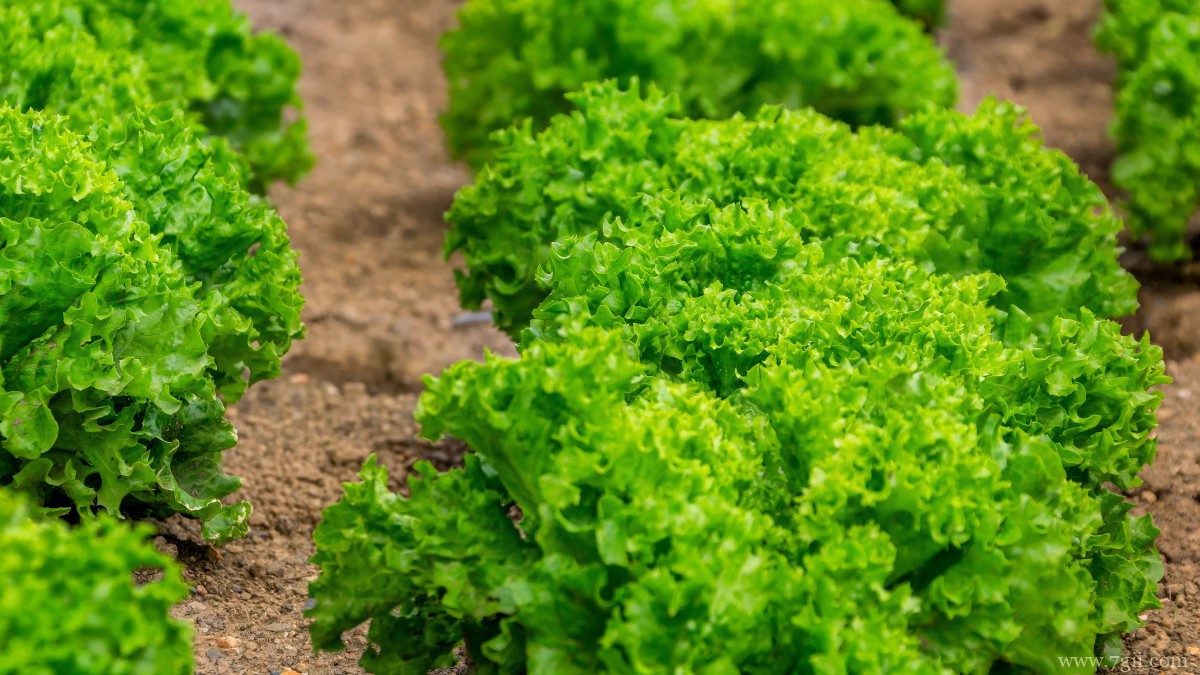 绿色新鲜的生菜图片