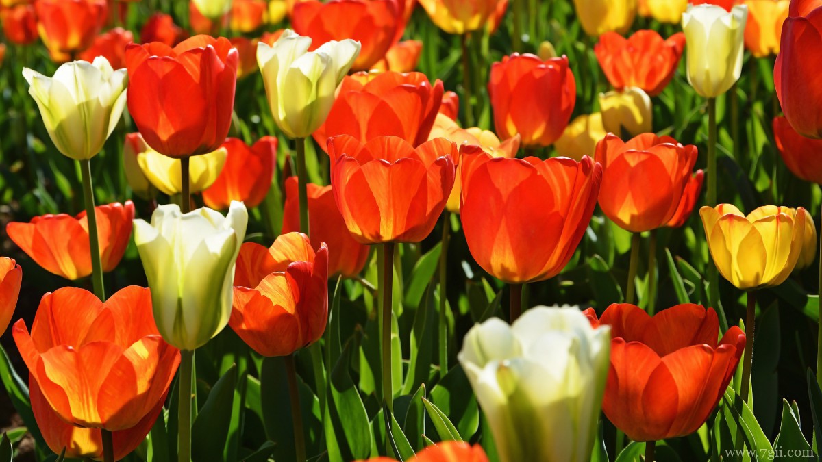颜色鲜艳的郁金香图片
