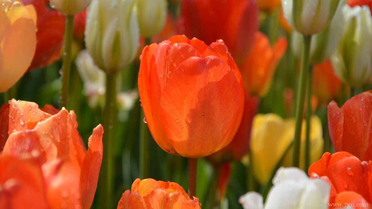 颜色鲜艳的郁金香图片