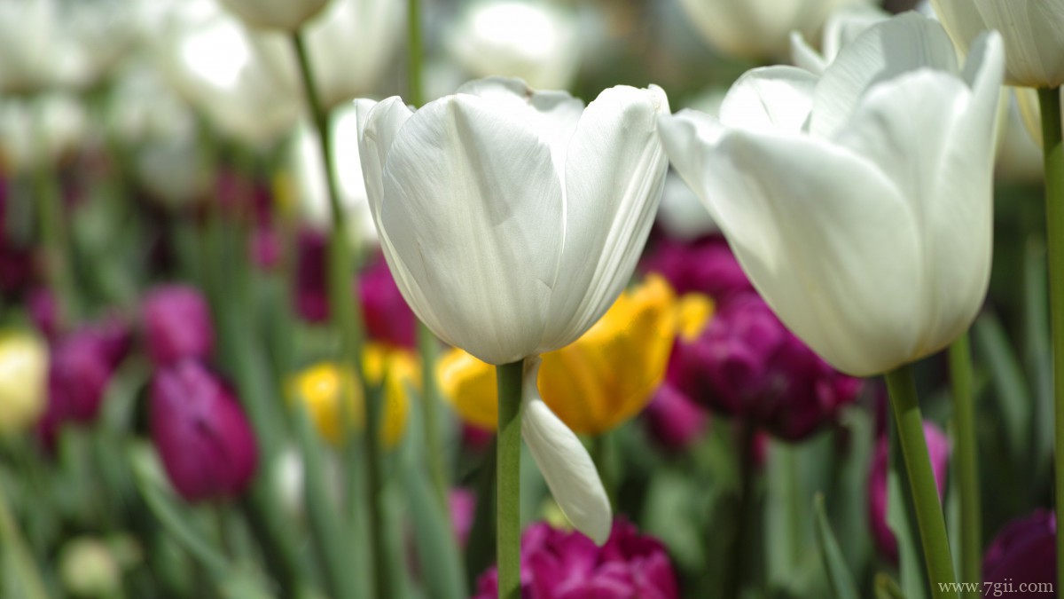 颜色鲜艳的郁金香图片