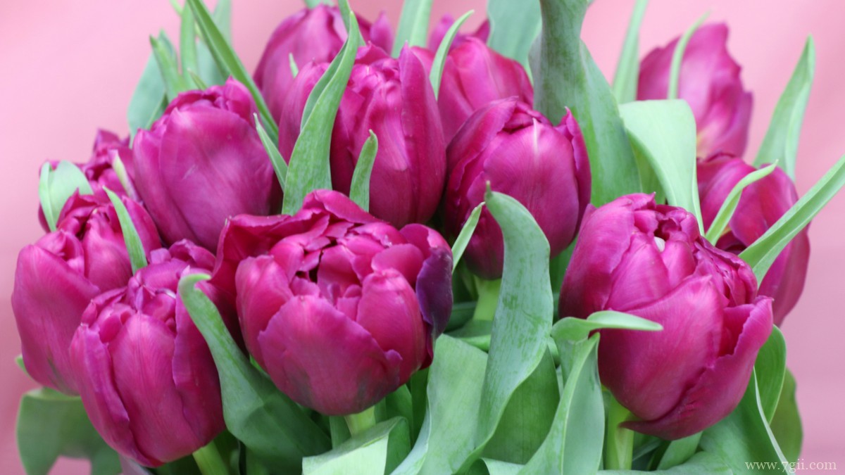 颜色鲜艳的郁金香图片