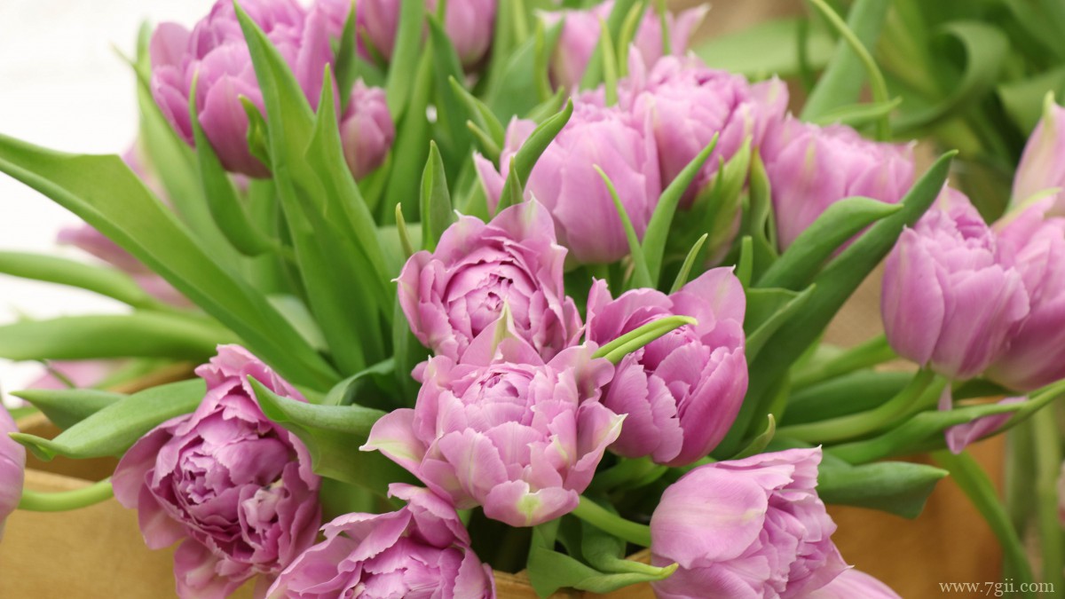 颜色鲜艳的郁金香图片