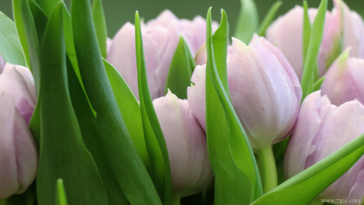 颜色鲜艳的郁金香图片