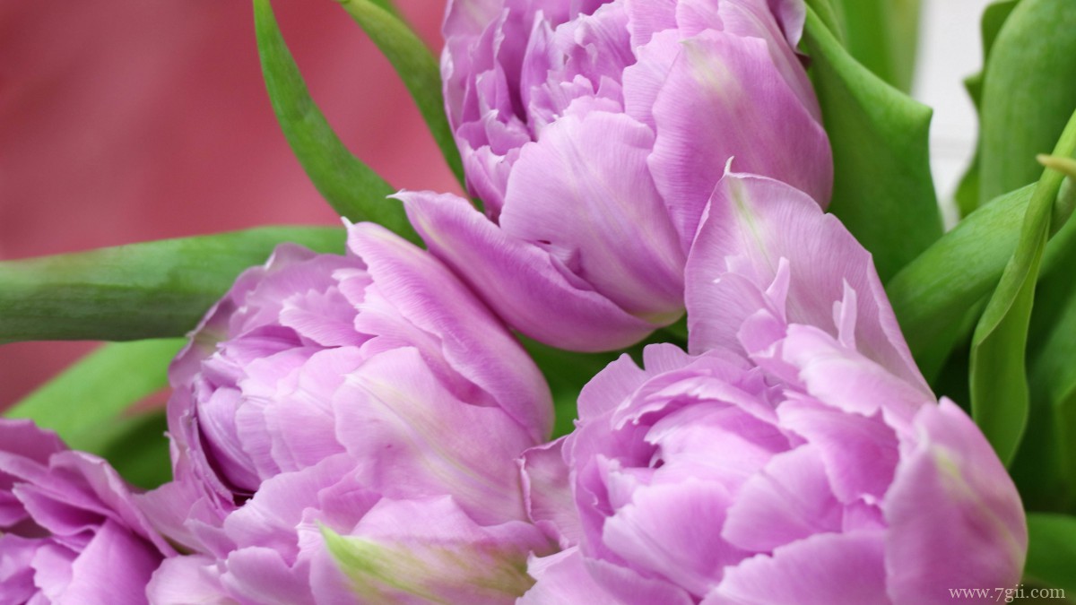 颜色鲜艳的郁金香图片