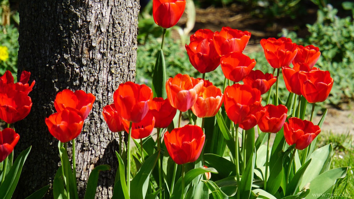 颜色鲜艳的郁金香图片
