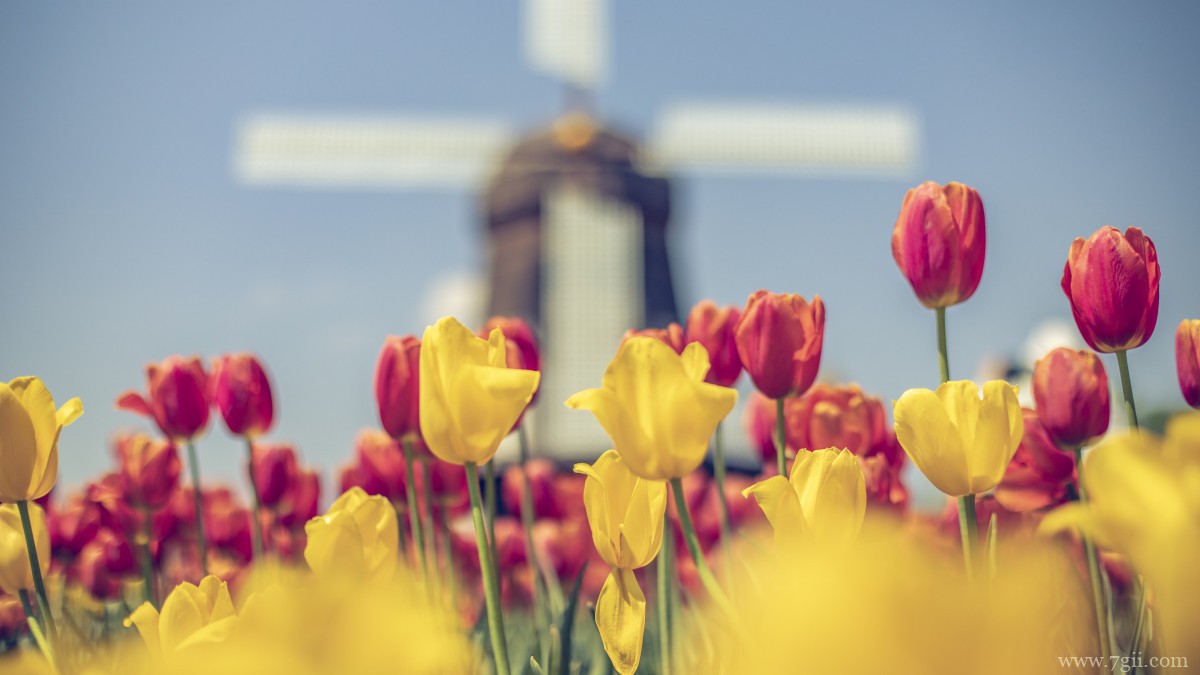 颜色鲜艳的郁金香图片