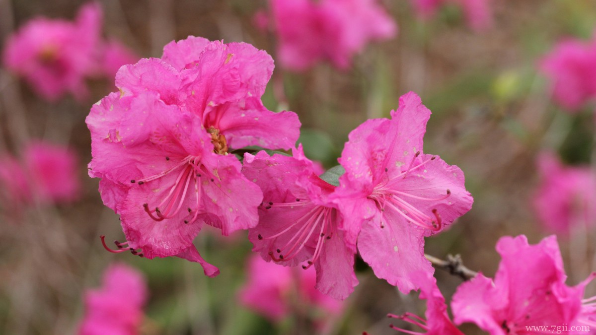 万紫千红映山红图片