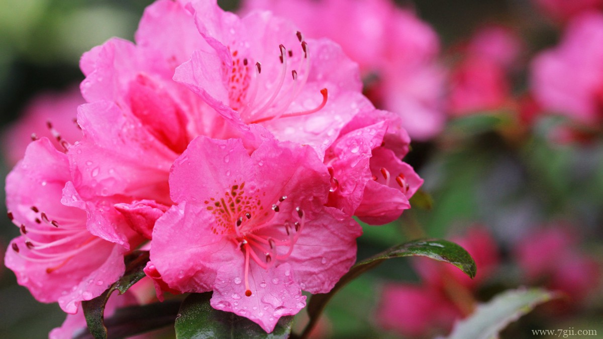 万紫千红映山红图片