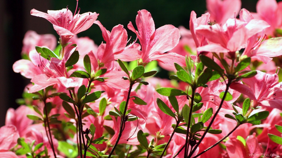 万紫千红映山红图片