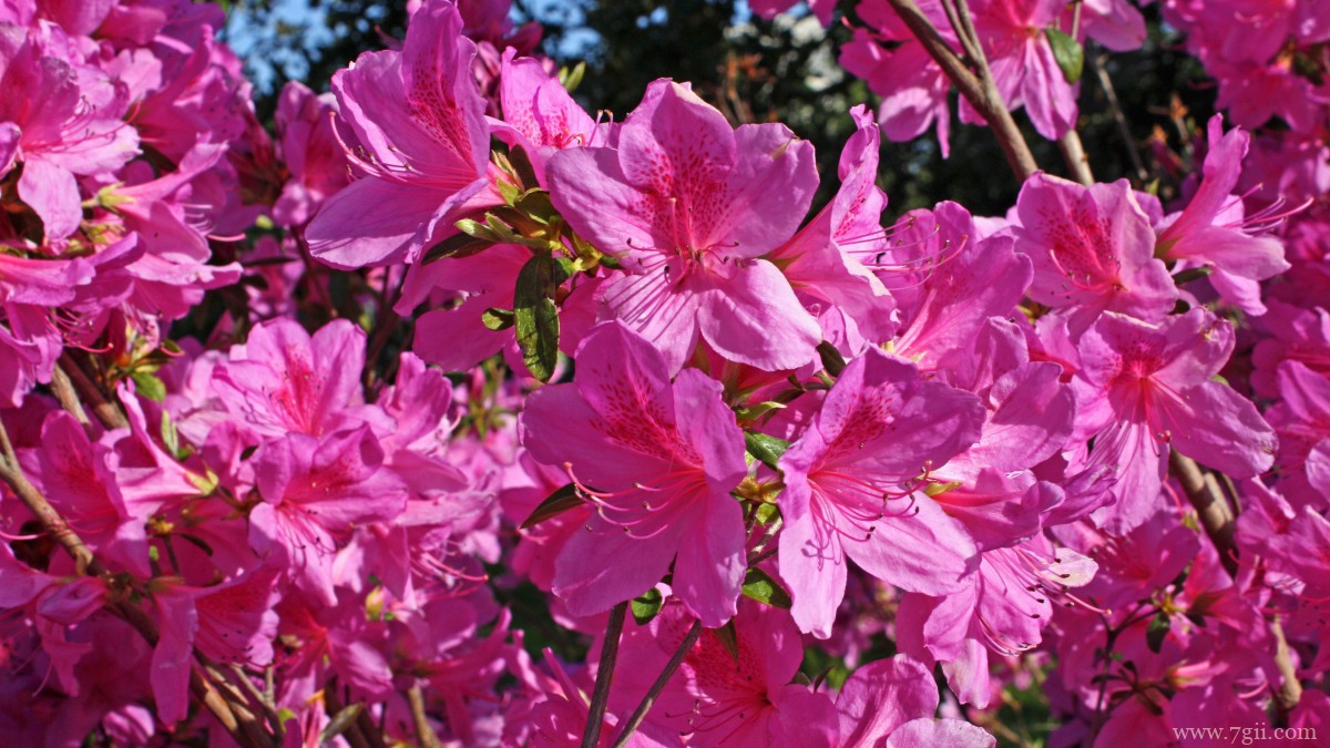 万紫千红映山红图片