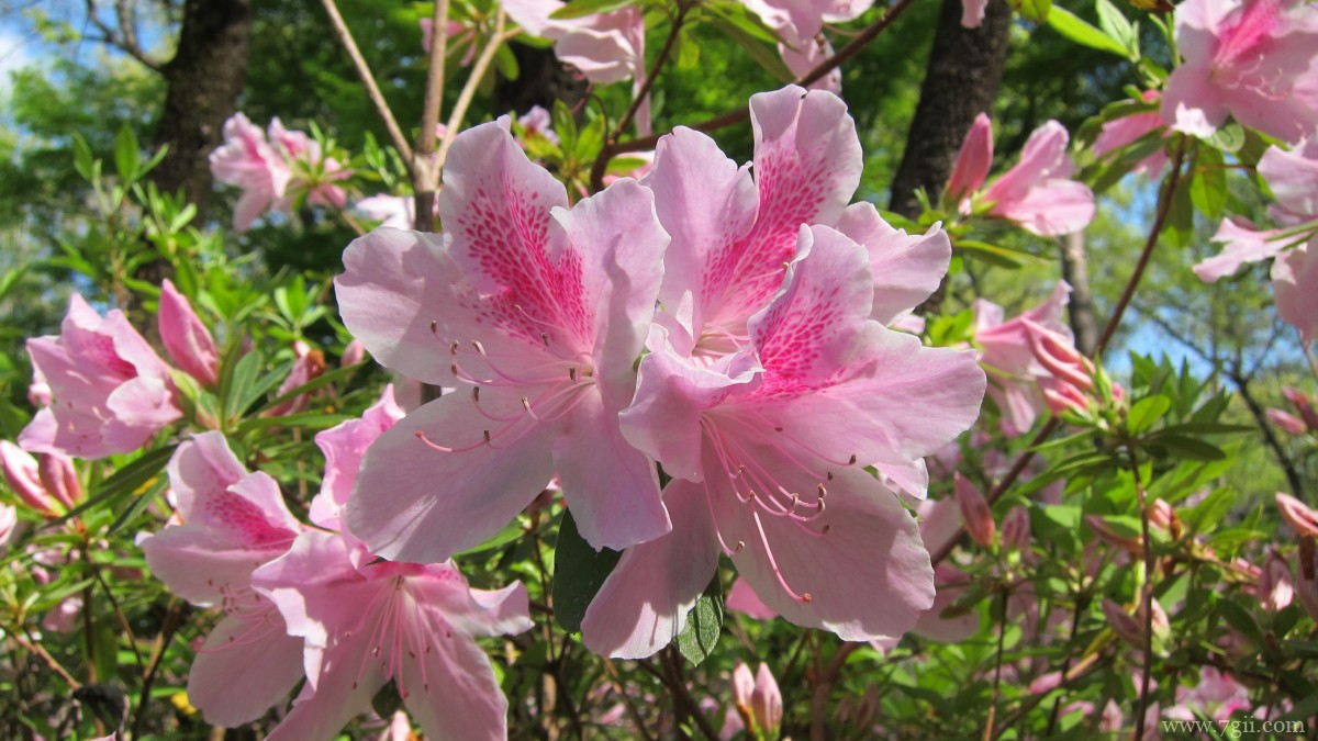 万紫千红映山红图片