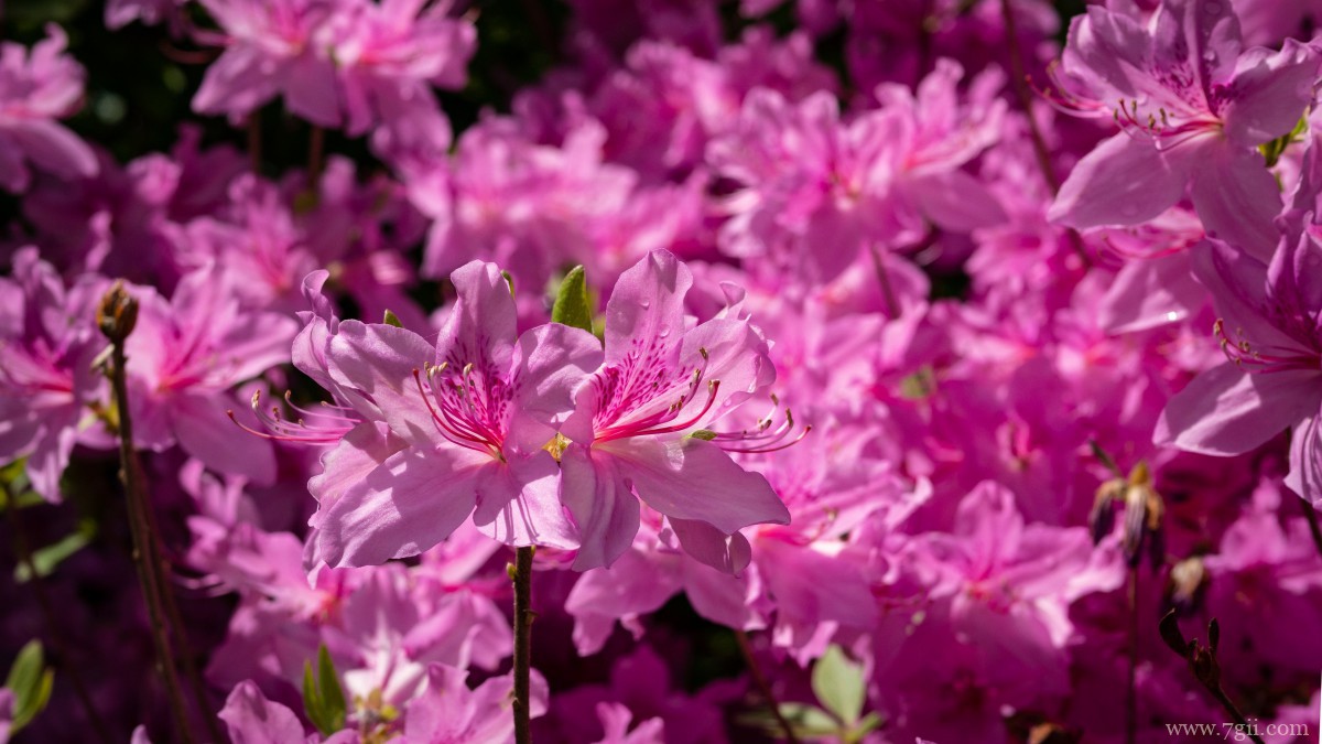 万紫千红映山红图片