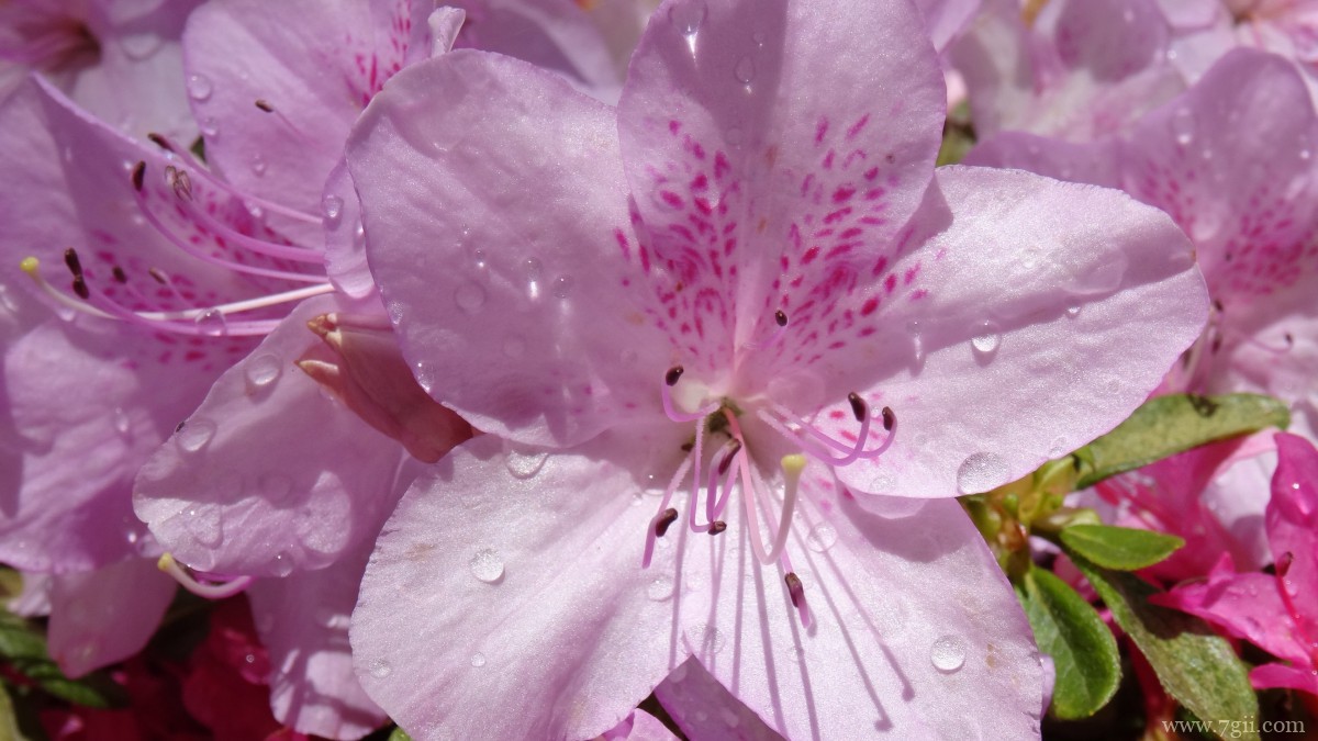 万紫千红映山红图片